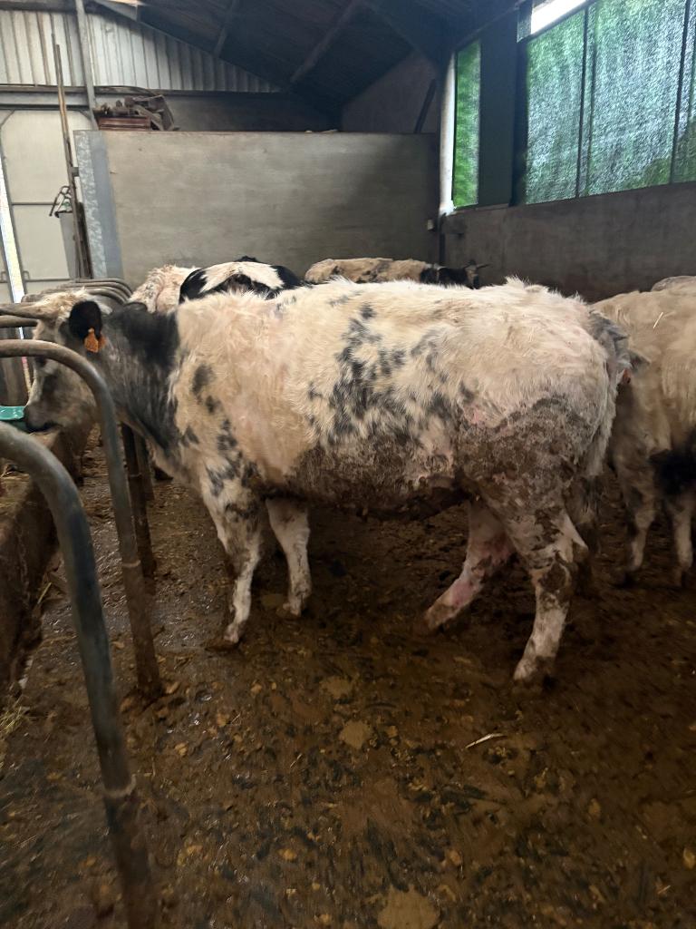20 drachtige blauwe vaarzen, Dieren en Toebehoren, Runderen, Vrouwelijk