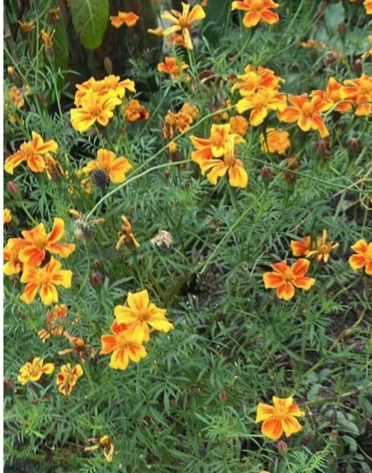 Tagetes Patula oranje/gele afrikaantjes zaden, Tuin en Terras, Bloembollen en Zaden, Volle zon, Ophalen of Verzenden