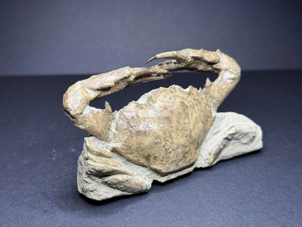 Mooie fossiele Krab Indonesië, Verzamelen, Ophalen of Verzenden, Fossiel