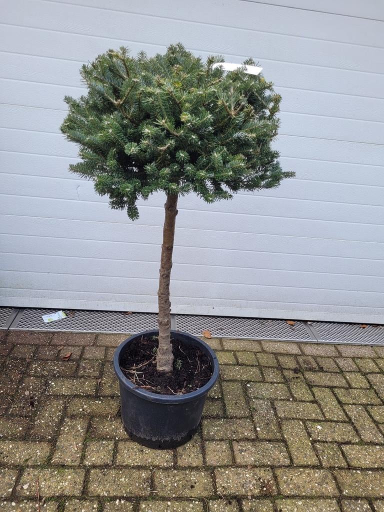 Abies Koreana op Stam - Koreaanse Zilverspar, Tuin en Terras, Planten | Bomen, Bloeit niet, Overige soorten, 100 tot 250 cm, Ophalen