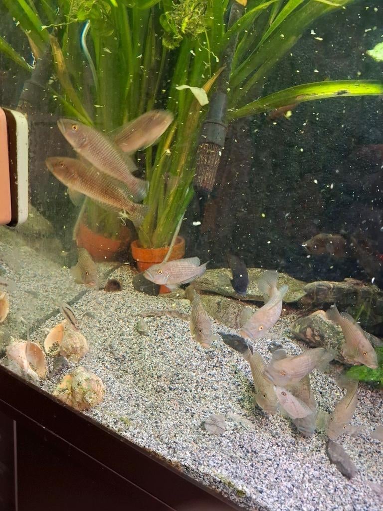 Tanganyika cichliden: Lamprologus Callipterus koppel., Vis