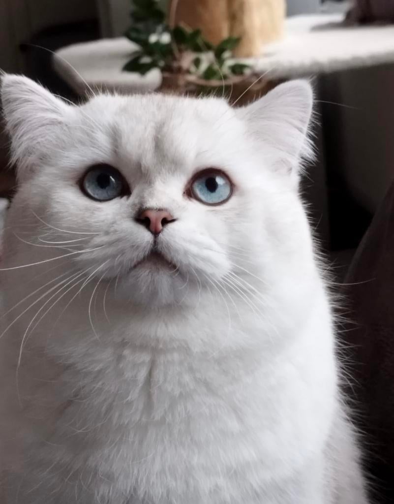 🐾 Britse Korthaar Dekkater, MET DEKGARANTIE, 0 tot 2 jaar
