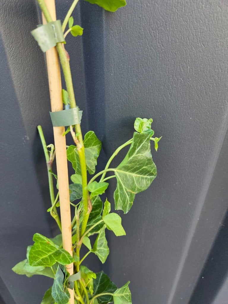 Hedera woerner 100-125cm klimop, Ophalen, Vaste plant, Bloeit niet, Halfschaduw