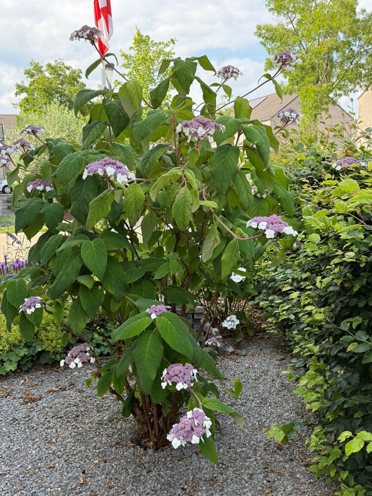 Fluweelhortensia Hydrangea aspera Macrophylla, Tuin en Terras, Ophalen