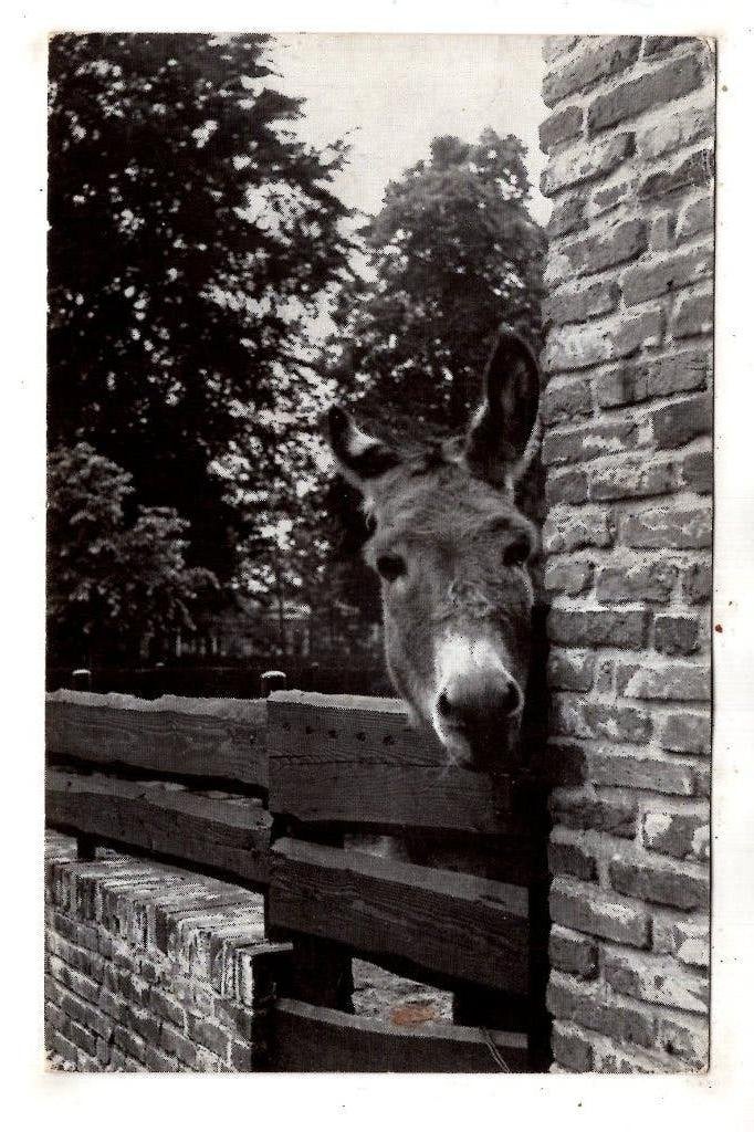 ApledoornMalkenschoten Dieren Boerderij, Verzamelen, Ophalen of Verzenden, 1940 tot 1960, Ongelopen, Gelderland