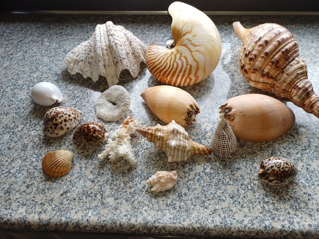 Schelpen, Verzamelen, Mineralen en Fossielen, Ophalen, Schelp(en)