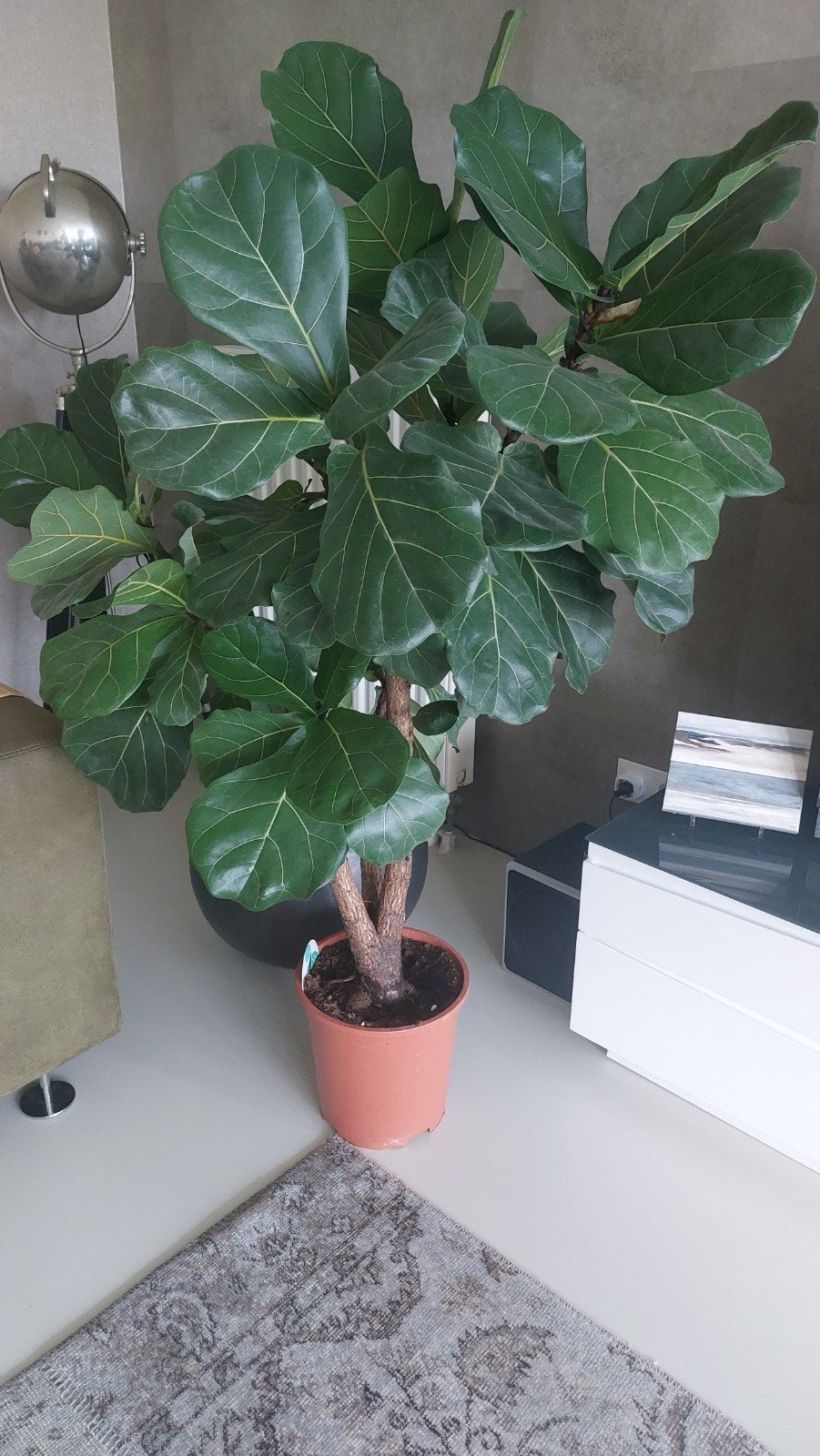 Grote Ficus Lyrata (Tabaksplant), Huis en Inrichting, Kamerplanten, Ophalen, Ficus, Halfschaduw, In pot