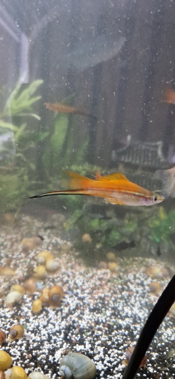 Zwaarddragers, Dieren en Toebehoren, Vis