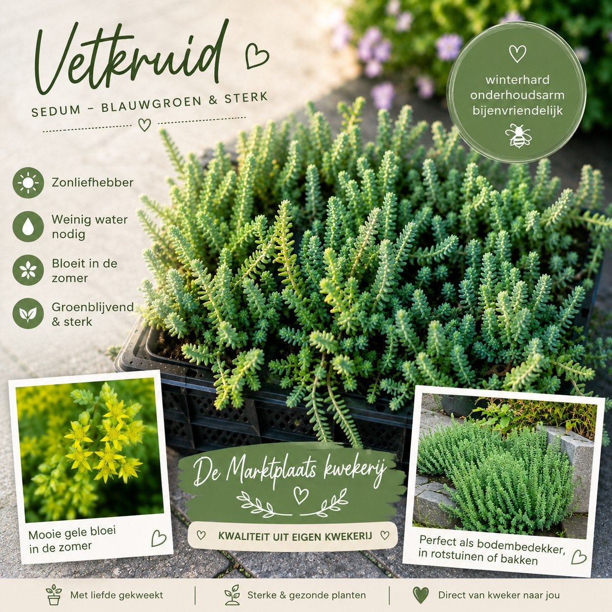 Inheemse Vetkruid planten - Sedum - Blauwgroen & Sterk, Ophalen of Verzenden, Volle zon