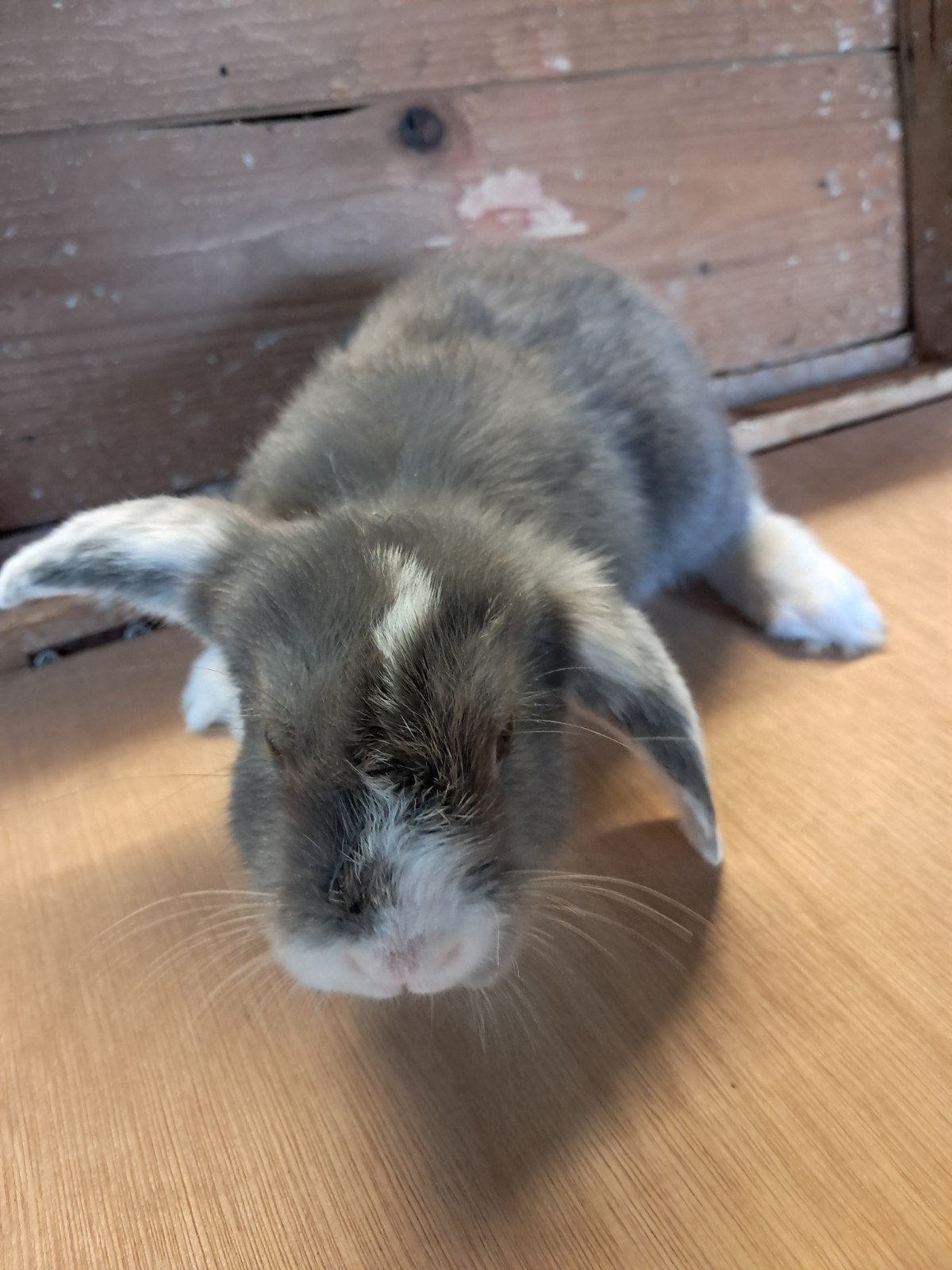 Jonge dwerghangoorkonijntjes te koop, Dieren en Toebehoren, Konijnen, Meerdere dieren, Klein, Hangoor