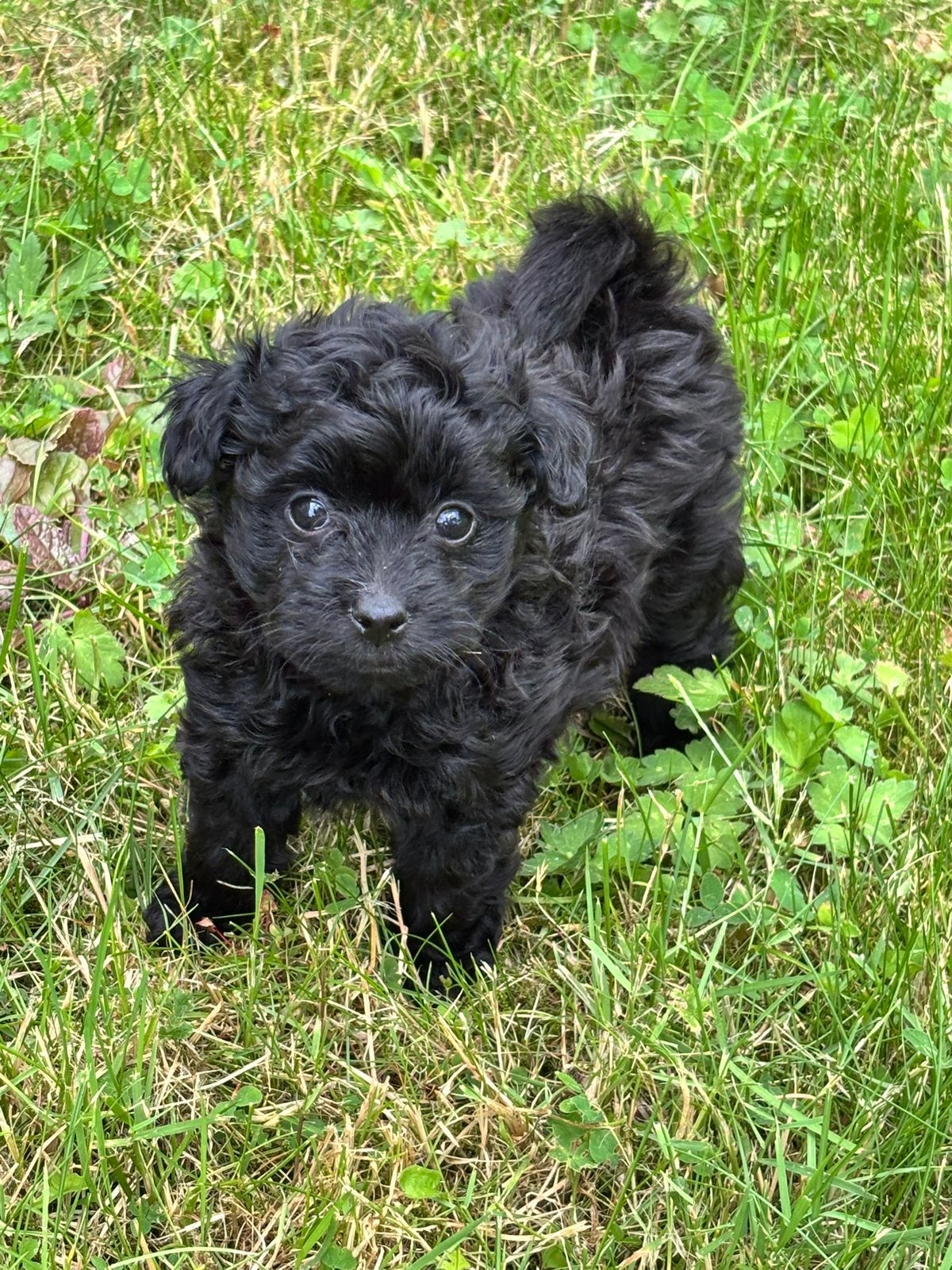 Pomeranian x Toypoedel pups . Vakantie opvang mogelijk, Dieren en Toebehoren, Honden | Chihuahua's en Gezelschapshonden, Poedel