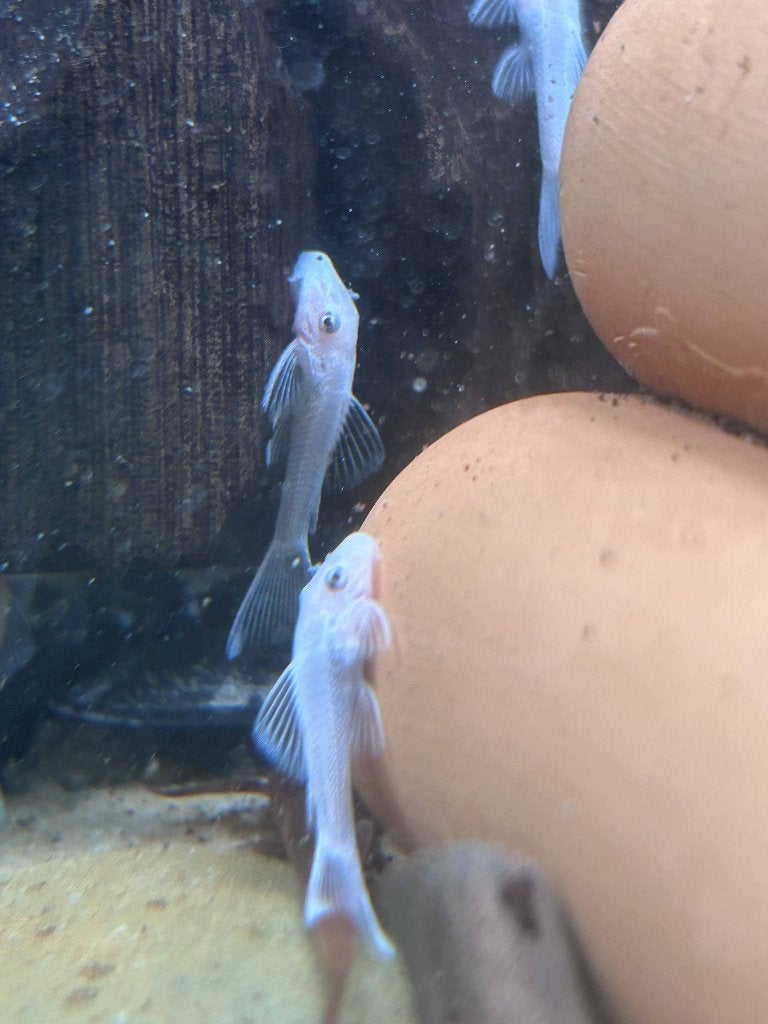 Ancistrus sp. L144 Snow White | Koop 3 en krijg 1 gratis, Dieren en Toebehoren, Vissen | Aquariumvissen, Vis, Zoetwatervis