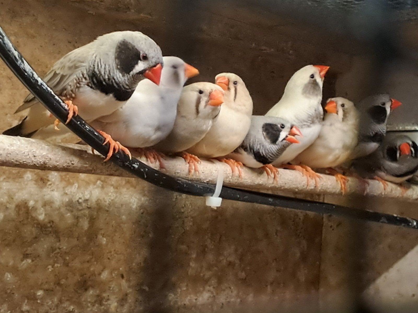 jonge Zebravinken zwartwang, wit, wildkleur, div., Dieren en Toebehoren, Meerdere dieren, Tropenvogel, Geringd