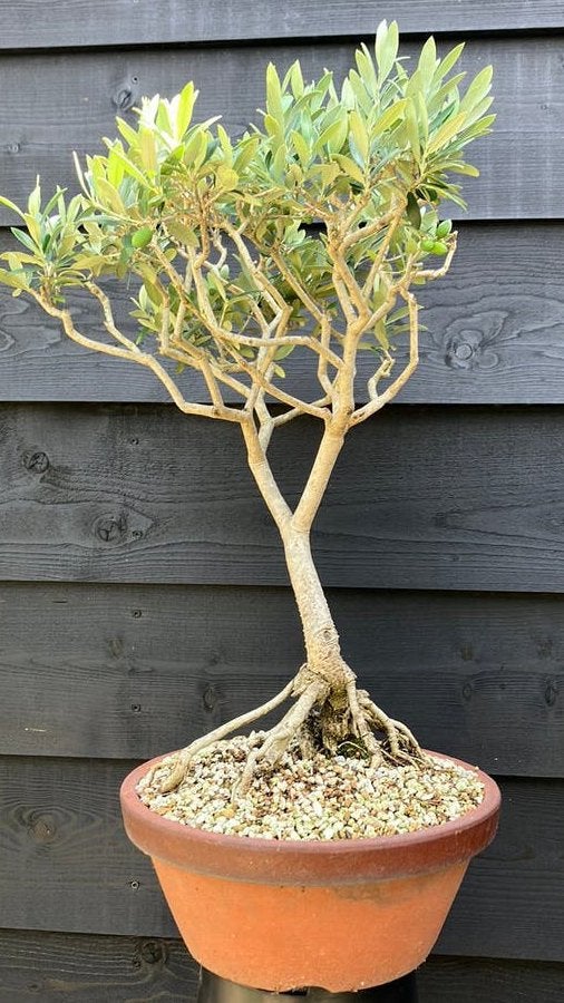 Olijf bonsai, olijfboom, Bloeit niet, Olijfboom, Minder dan 100 cm, Ophalen