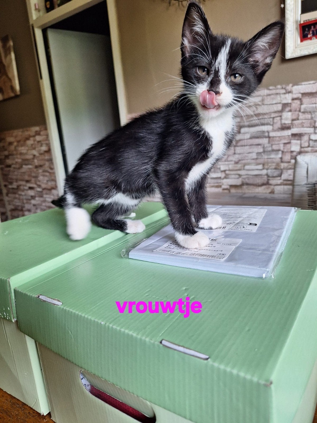 Kittens zoeken een nieuw huisje, Dieren en Toebehoren, Meerdere dieren, Kortharig, 0 tot 2 jaar