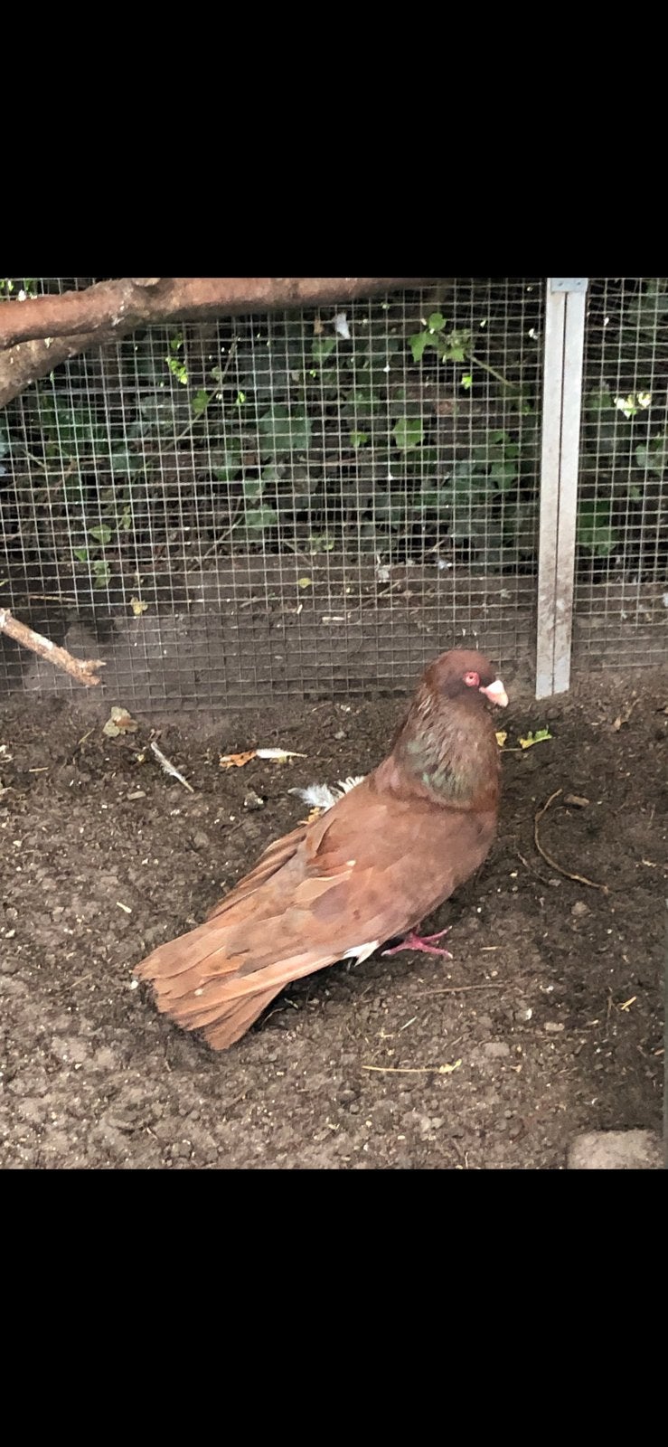 Romeinen reuzenduiven, Dieren en Toebehoren, Vogels | Duiven