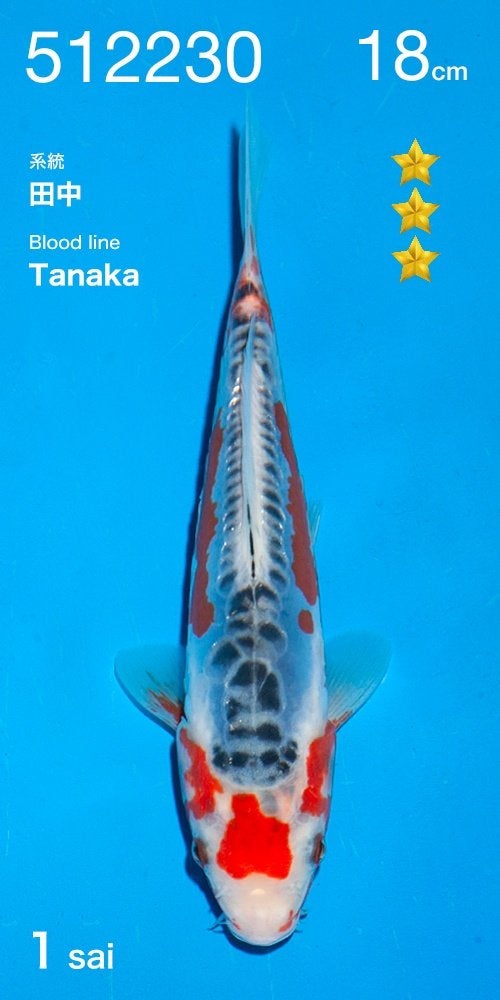 Ogata HQ tosai| Tosai vissen, Karper of Koi