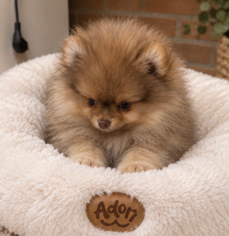 EXCLUSIEF & ZEER UNIEK – MINI POMERIAAN / Pomeranian PUPS, Dieren en Toebehoren, Keeshond, CDV (hondenziekte), 8 tot 15 weken
