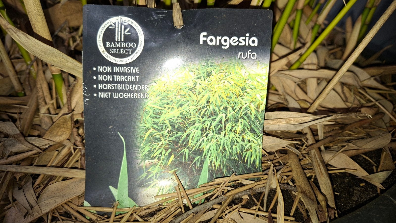 bamboe fargesia, Tuin en Terras, Ophalen of Verzenden, Bloeit niet, Overige soorten, Halfschaduw