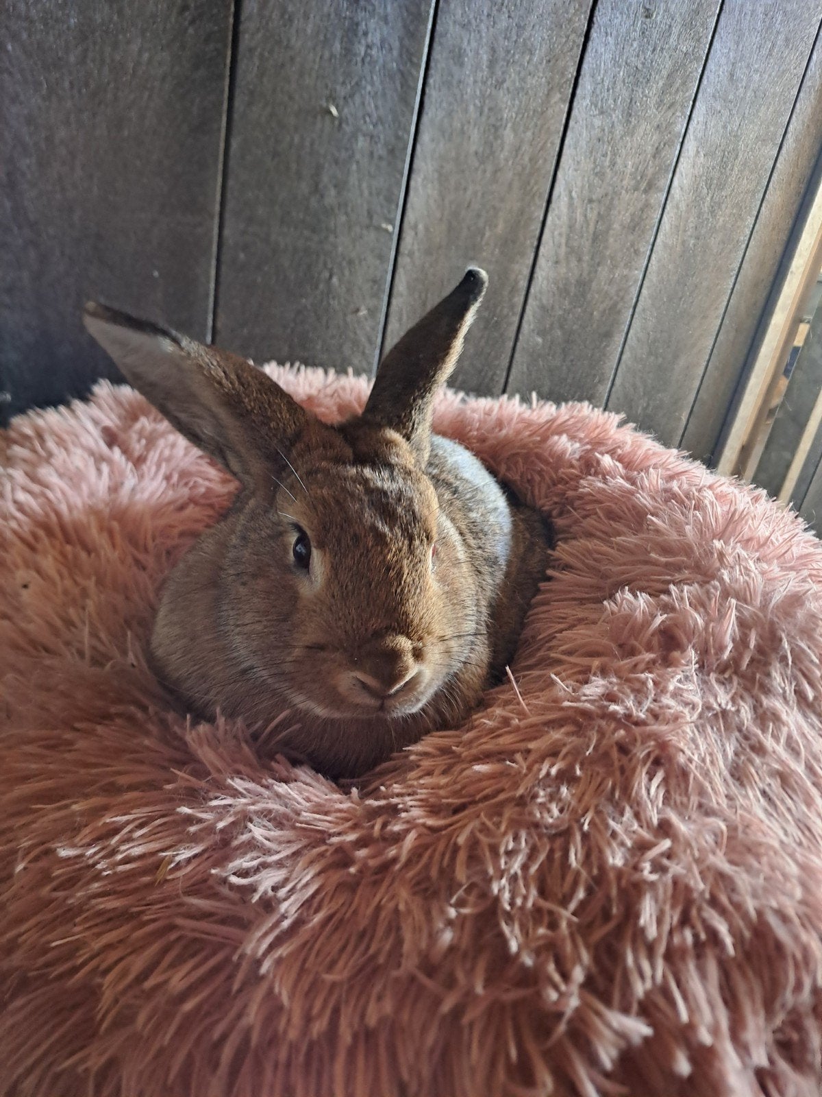 prachtige jong wildkleur voedstertje, Dieren en Toebehoren, Vrouwelijk, Middelgroot, 0 tot 2 jaar