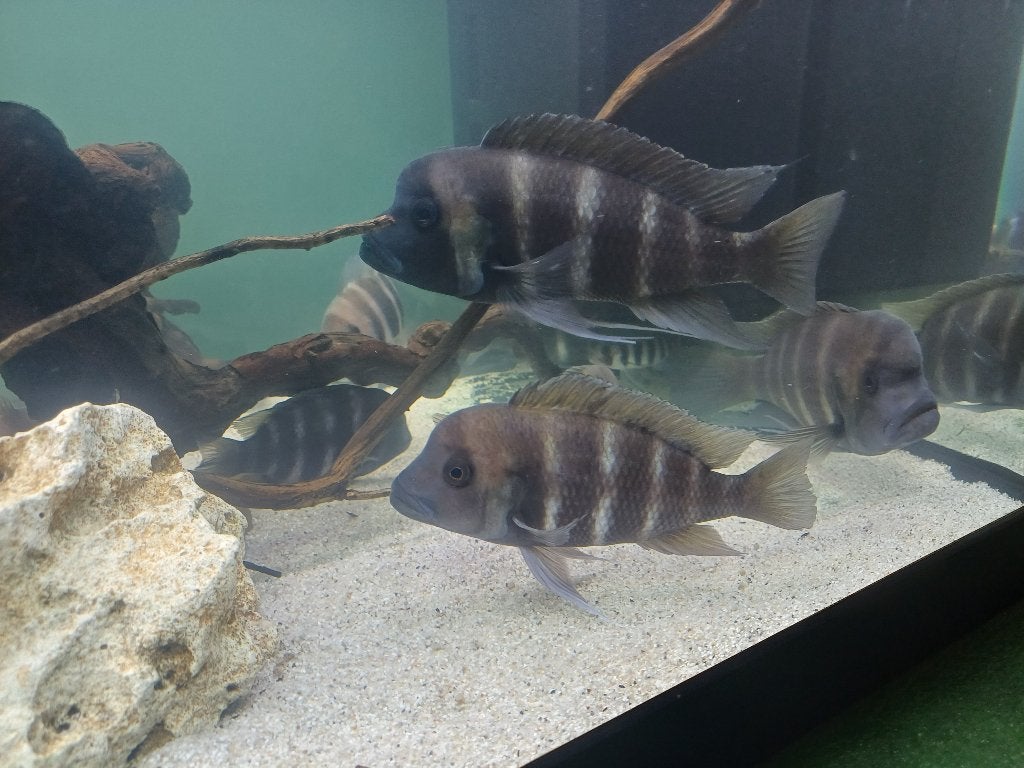 Frontosa Kigoma WC babies F1, Dieren en Toebehoren, Vissen | Aquariumvissen, Vis, Zoetwatervis