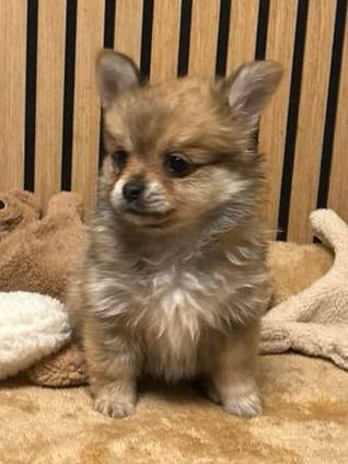 Pomchi pup 1 reutje 💙🐾 pomeriaan x chihuahua puppy, Reu, 8 tot 15 weken, Parvo, Eén hond