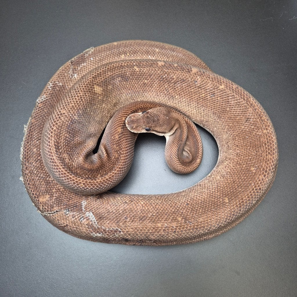 super cinnamon EXO-LLB pb. regius Ball Python - unknown for sale from Roundhog serpents