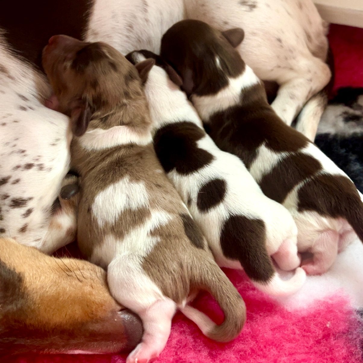 Unieke Bonte (Piebald) Dwergteckel Pups!, Reu, 8 tot 15 weken, Dwerg, Meerdere