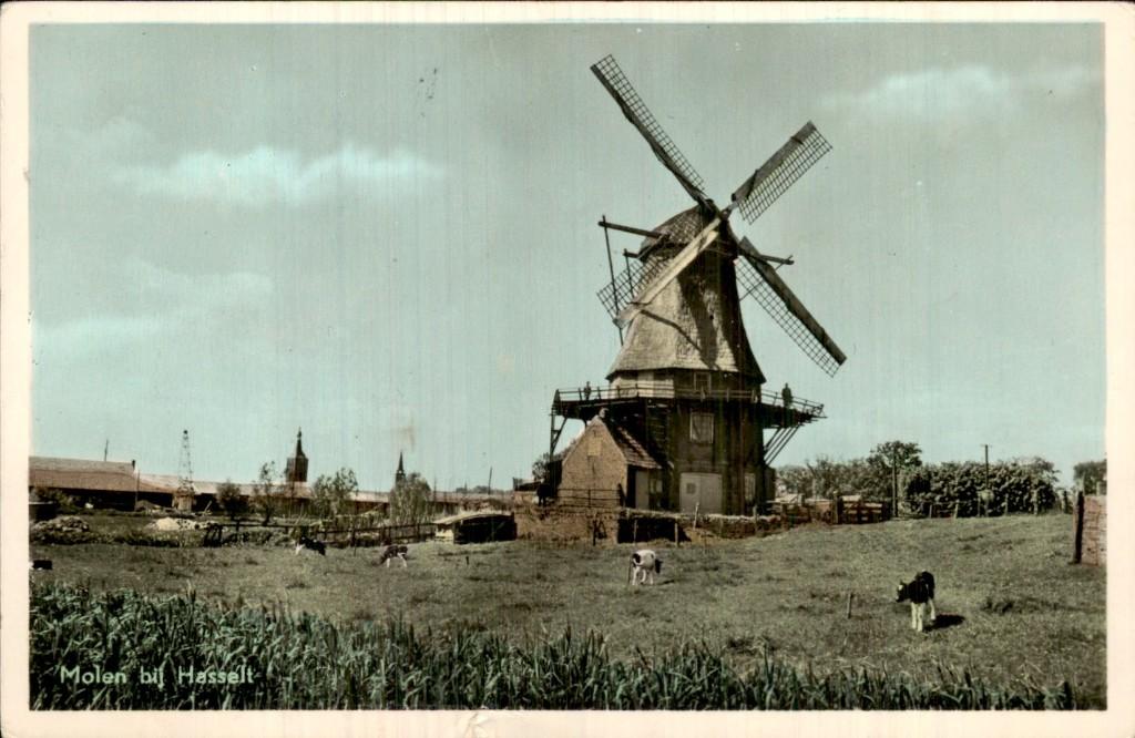 Hasselt - Molen - koeien in weide, Verzamelen, Ansichtkaarten | Nederland, Gelopen, Overijssel, 1940 tot 1960, Ophalen of Verzenden