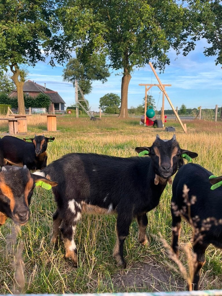 MOET WEG: Bokje Black & Tan (fleslammetje) TEAB, Mannelijk, Geit, 0 tot 2 jaar