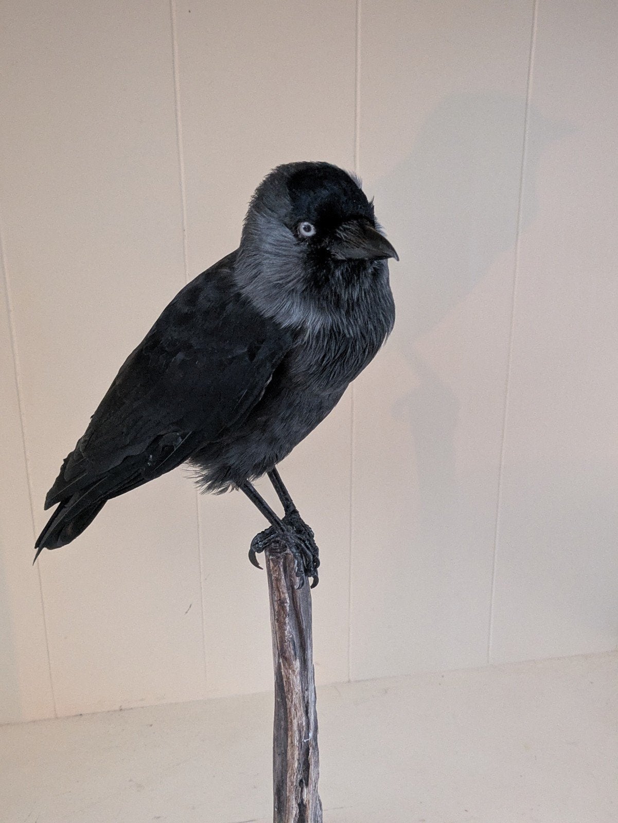 Kauw taxidermie, Ophalen of Verzenden, Nieuw, Insect, Opgezet dier