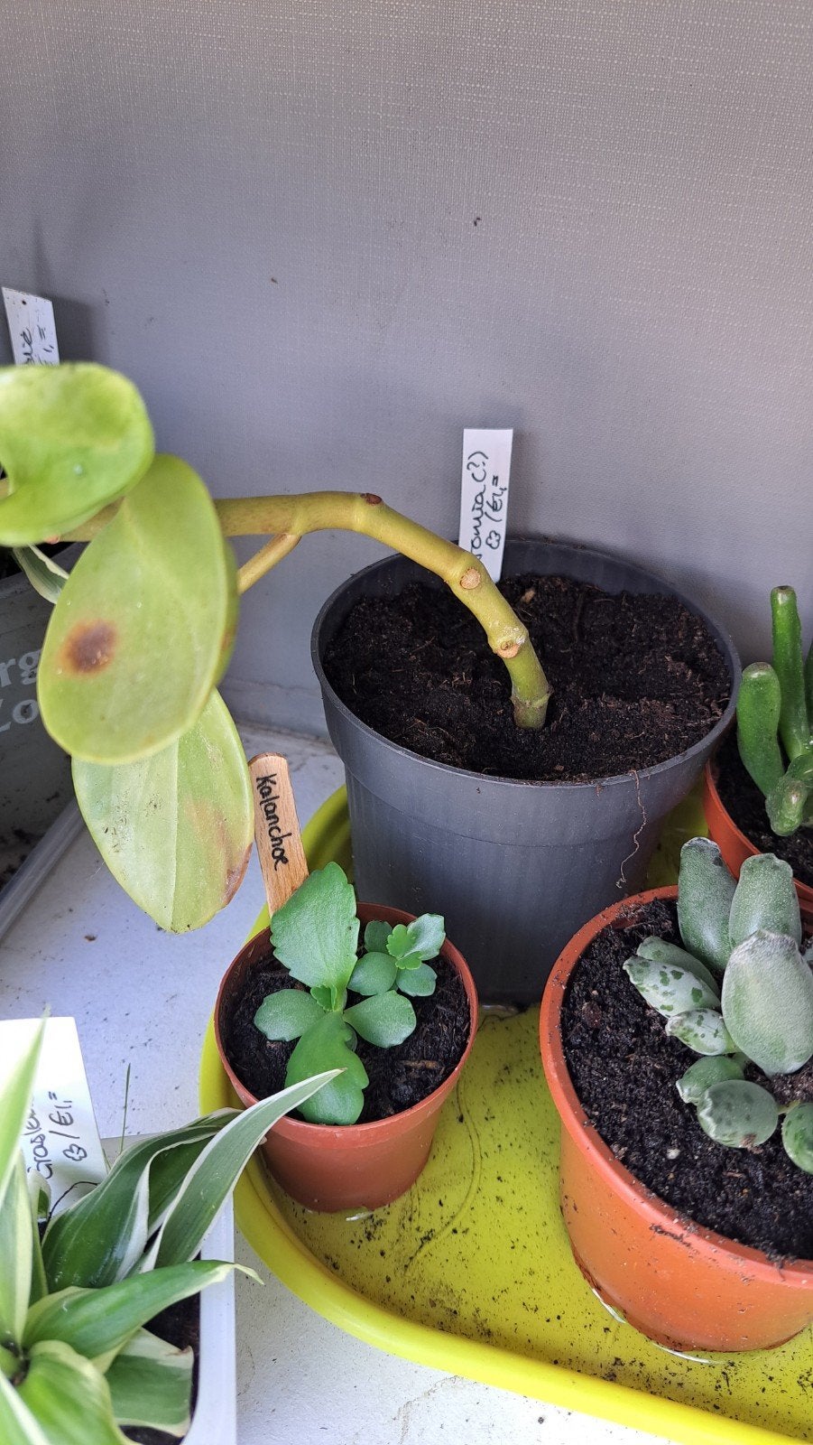 Peperomia (?) - Gratis, Ophalen, Halfschaduw, Minder dan 100 cm