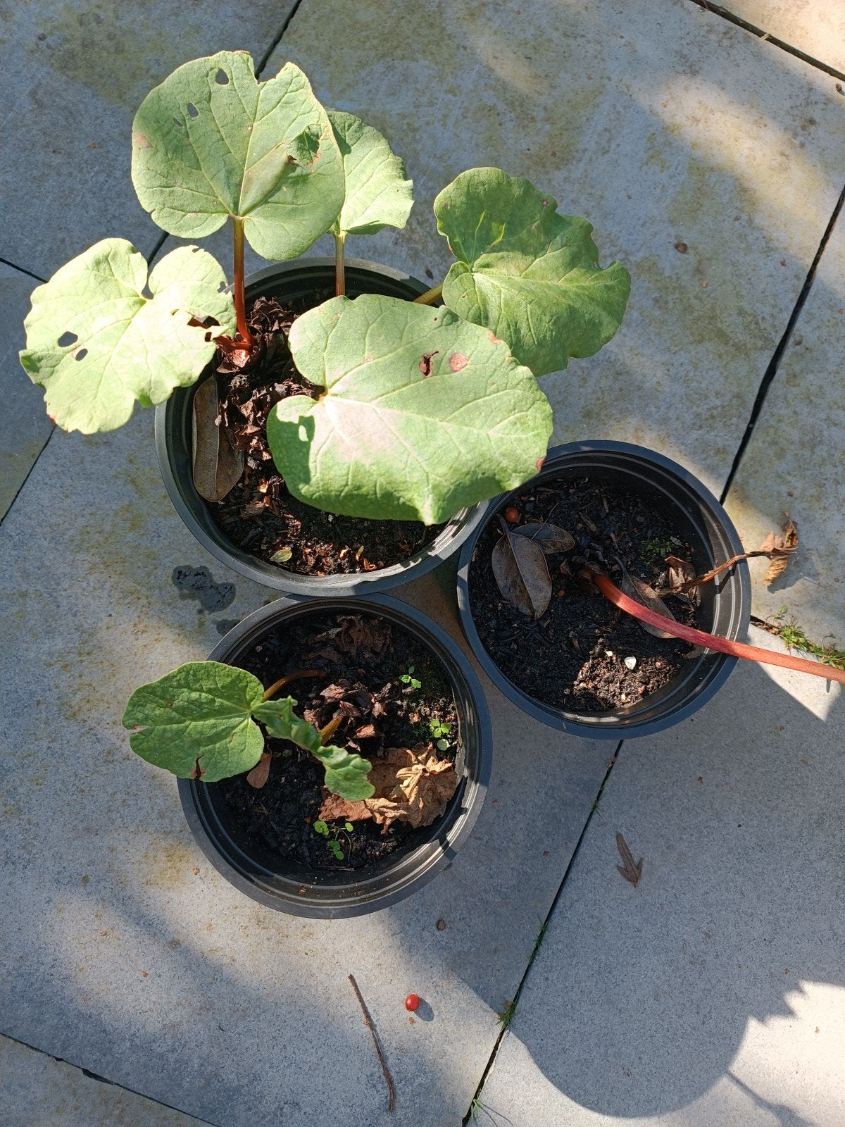3 rabarber planten, Ophalen, Vaste plant, Groenteplanten, Volle zon
