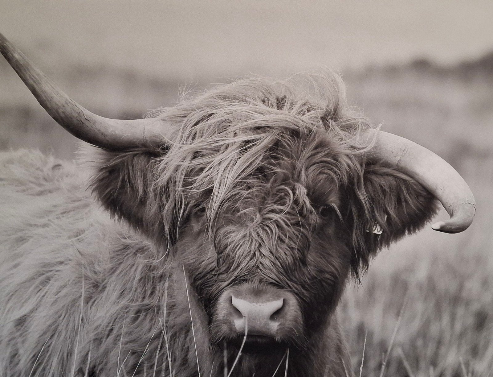 Canvas Schotse Hooglander 120x80 cm foto poster, Huis en Inrichting, Ophalen, Zo goed als nieuw, 100 tot 125 cm, Foto of Poster