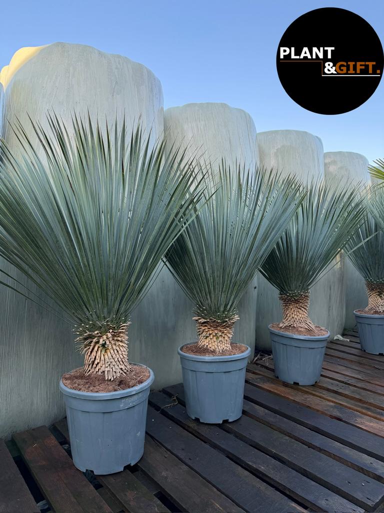 Actie! Yucca rostrata groot formaat, Ophalen of Verzenden, Overige soorten, Halfschaduw