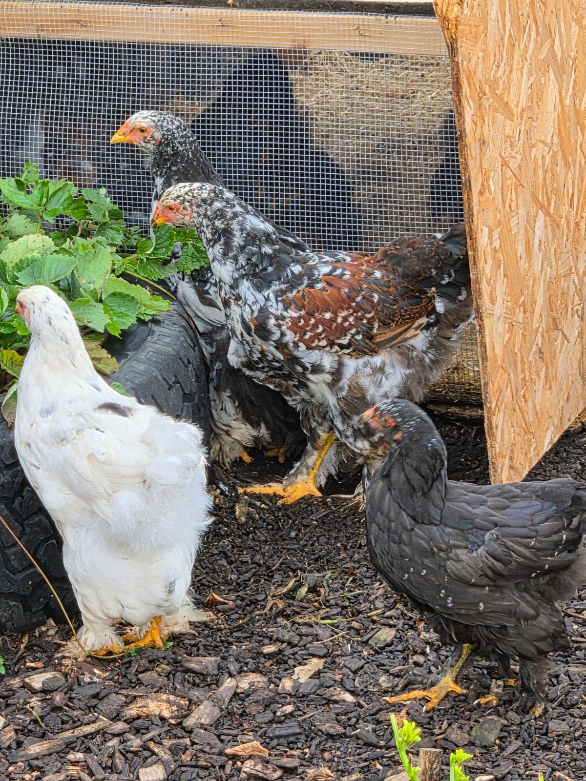 jonge Brahma hanen groot., Mannelijk, Kip