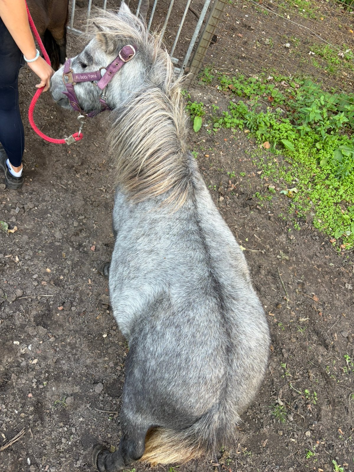 Merrie merrie shetlander shetlanders mini, Dieren en Toebehoren, Merrie, Dressuurpony, Gechipt, A pony (tot 1.17m)
