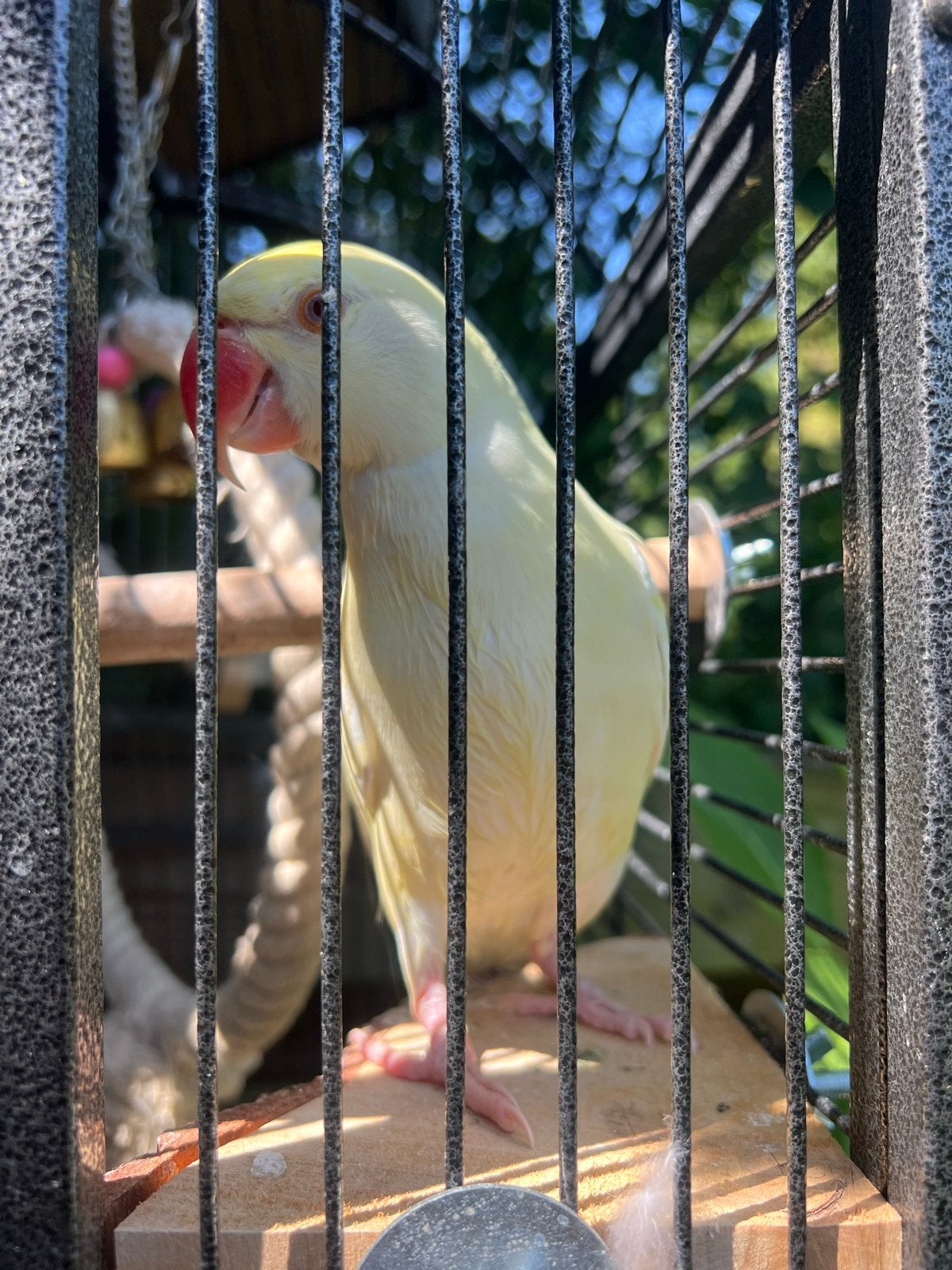 Tamme, vrolijk en super lieve jonge halsband parkiet, Dieren en Toebehoren, Vogels | Parkieten en Papegaaien, Meerdere dieren