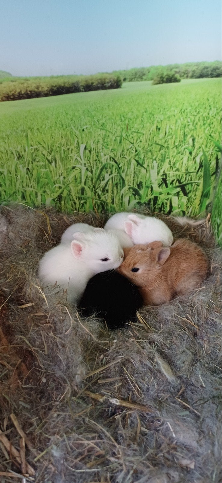 5 jonge konijnen, kruising loffelohr/vosje 26 mei geb., Meerdere dieren