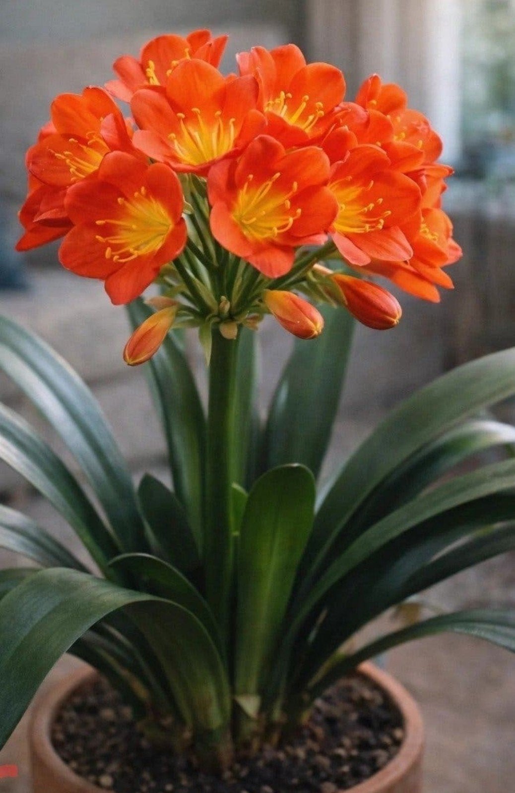 Clivia - Kaapse lelie, Vaste plant, Halfschaduw, Lente, Ophalen