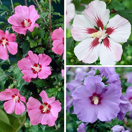 🥰 Uitzoeken hibiscus plant vol bloemen ophalen / verzenden, Ophalen of Verzenden, Halfschaduw