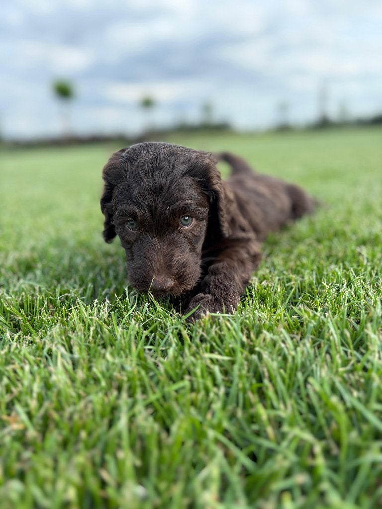 labradoodl, Overige rassen, 8 tot 15 weken, Meerdere, Meerdere dieren