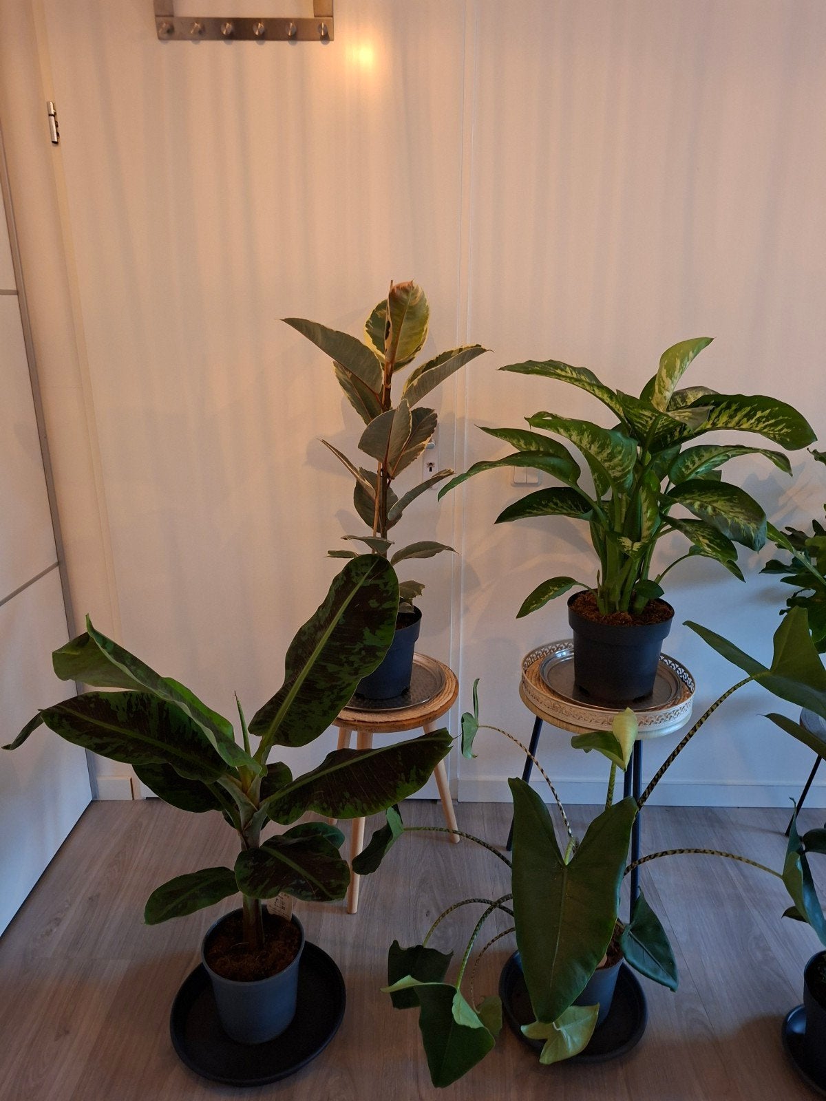 Kamerplanten Ficus Alocasia Philodendron Dieffenbachia, Ophalen, Ficus, Halfschaduw, Minder dan 100 cm