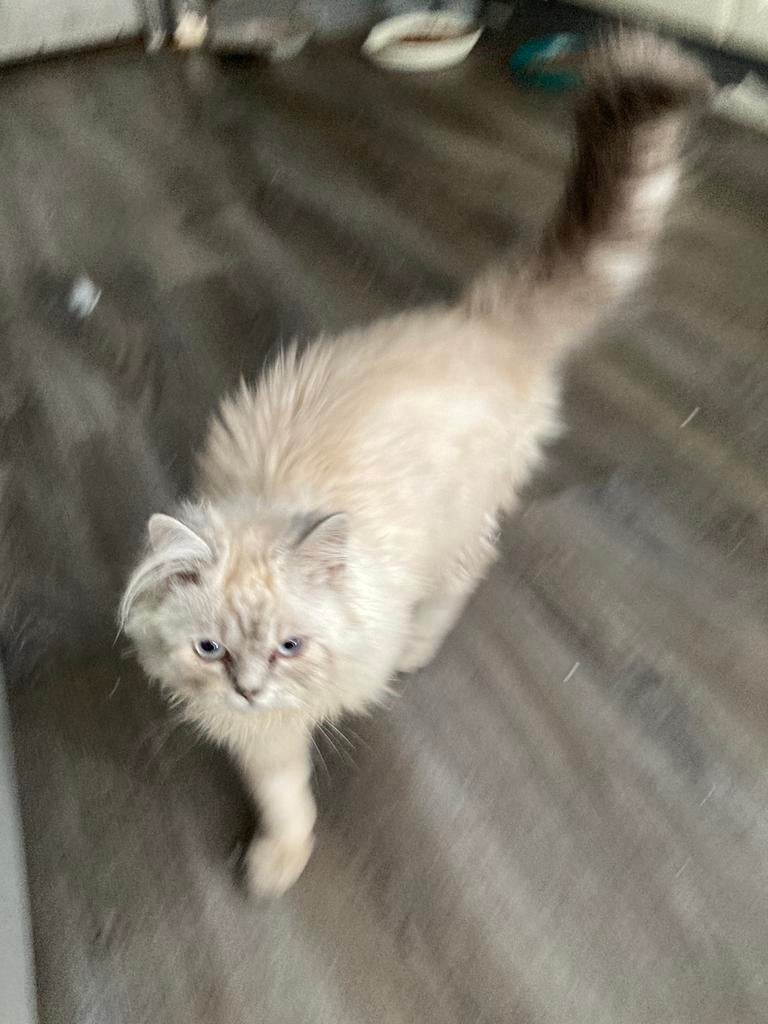 Kittens kruising, Geslacht onbekend, 0 tot 2 jaar