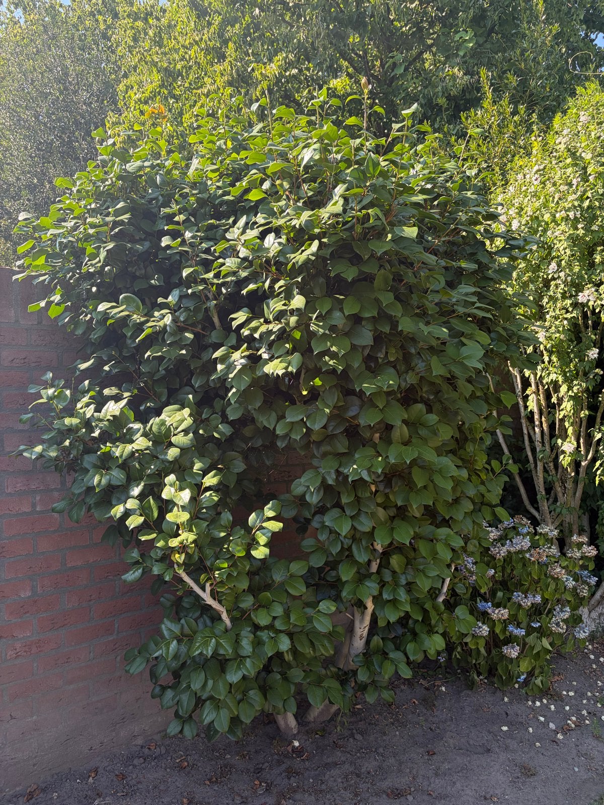 Grote Japanse Camelia, Ophalen, Overige soorten, 250 tot 400 cm