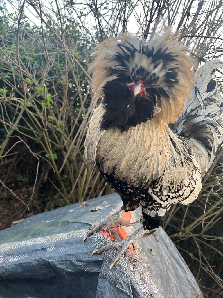 broedeieren mix hollandse kuif en baardhoen, Geslacht onbekend, Kip