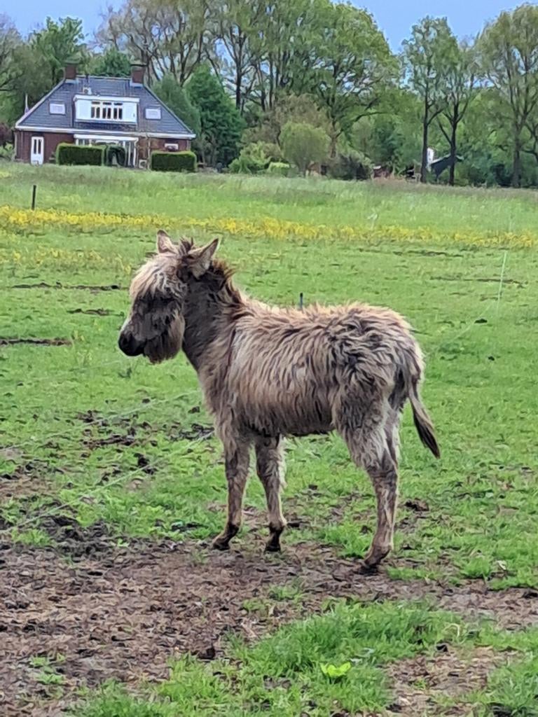 Te koop: ezel hengst, Mannelijk, Geit