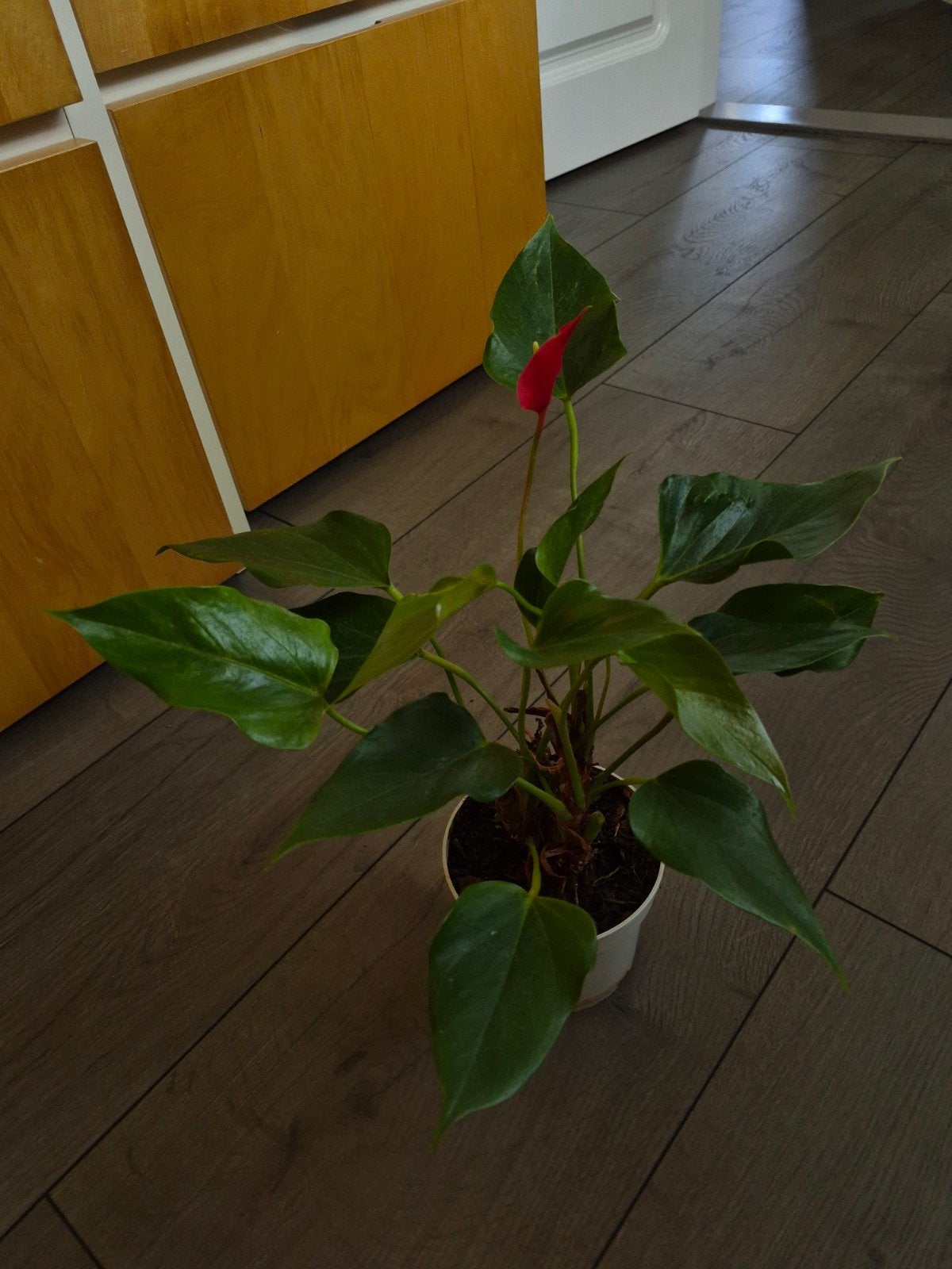 Diverse stekken Anthurium, Bloeiende kamerplant, Ophalen, Halfschaduw, Minder dan 100 cm