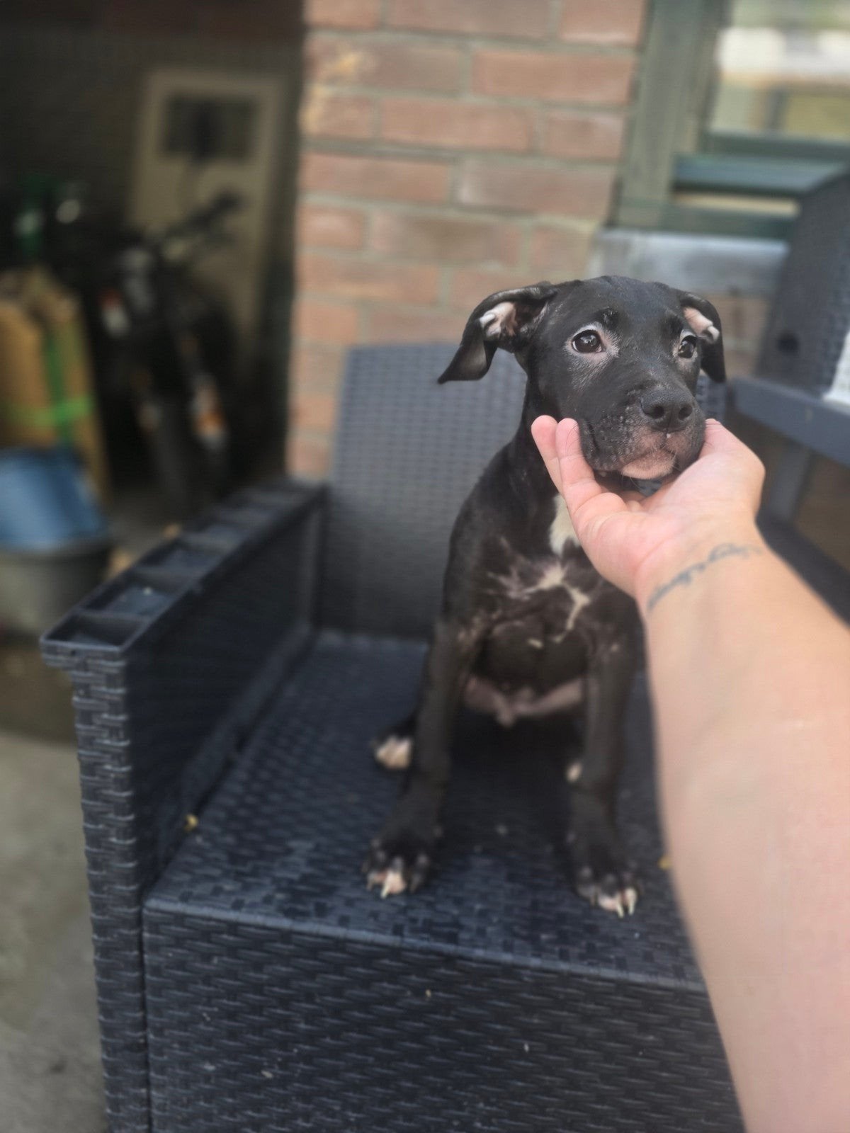 Xxl bully pupps, HCC (leverziekte), Overige rassen, 8 tot 15 weken, Meerdere