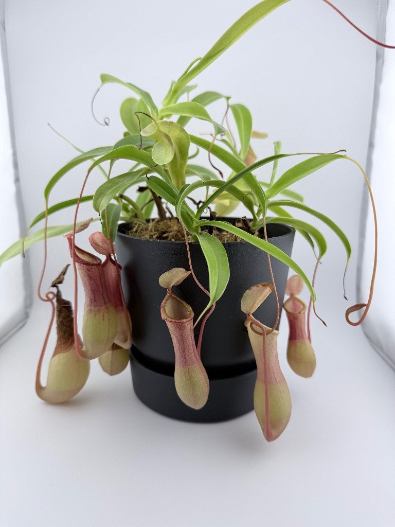 Nepenthes 'Monkey Jars' – 3 planten, incl. Elho pot, Ophalen, Overige soorten, Halfschaduw, In pot